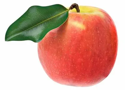Obrázok produktu pre Malus Domestica Jonagold 120 cm  Jabloň Jablko Jonagold
