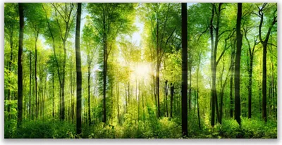 Produktbild von Acrylglasbilder 120x60 Wandbild Druck Wald Natur