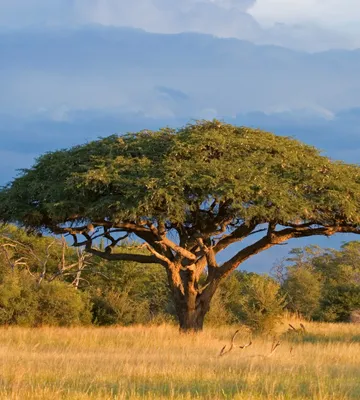 Produktbild von Fototapete - Acacia Tree 225x250cm - Vliestapete