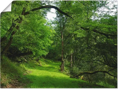 Produktbild von ARTland Poster Grüner Weg durch den Wald Größe: 60x45 cm