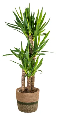 Produktbild von Yucca Elephantipes mit Korb Ø21cm - Höhe 90 - 110cm