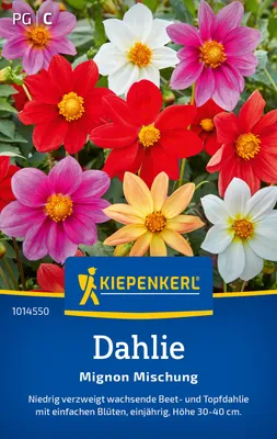 Artikelbild 2 von 'Dahlie Mignon Mischung' aus der Kategorie Dahliensamen