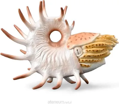 Produktbild von Cooperoceras