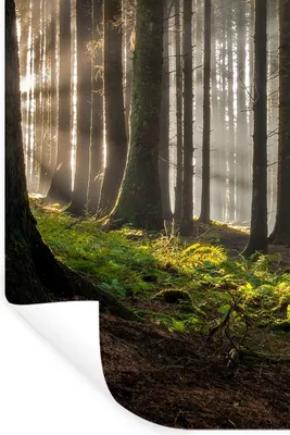 Produktbild von MuchoWow® Wandtattoo Wandsticker Wandaufkleber Sonne - Äste - Bäume - Wald - Natur 20x30 cm Selbstklebend und Repositionierbar - Sticker - Dekorfolie