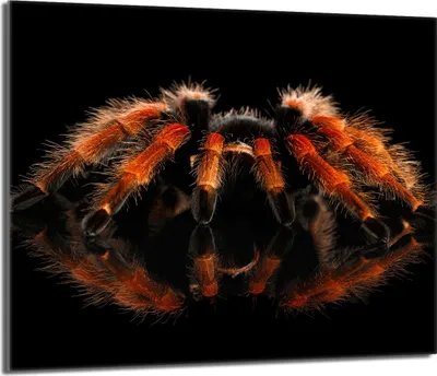 Image de Plaque de recouvrement pour cuisinière 60x52 Vitrocéramiquefeld Couverture anti-éclaboussures Plaque en verre Deko Planche à découper, Araignée Noir