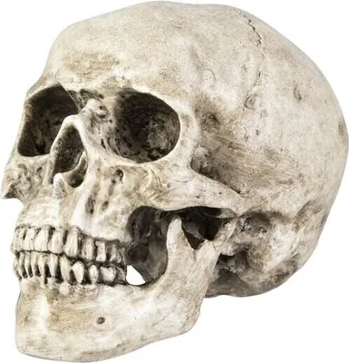 Produktbild von Totenkopf - altweiß - ca. 14 x 9,5 x 10,5 cm