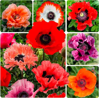 Productafbeelding van Papaver Orientalis - Vaste plant, meerjarig, winterhard - 5 wortels - Mix van 5 soorten tuinpoppies - Echte planten uit Nederland - Geschikt voor tuin, potten en balkon (geen zaden, niet kunstmatig)