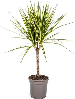 Immagine prodotto di Dracaena Marginata Sunray - Dracaena - Pianta da appartamento - Ø17cm - Ø