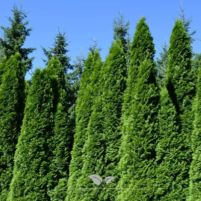 Produktbild von Lebensbaum Thuja Smaragd 140-160 cm, 10x Heckenpflanze