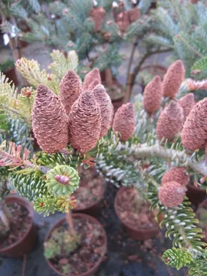 Produktbild von Abies koreana Silver Star - Silber-Koreatanne Stamm 40cm