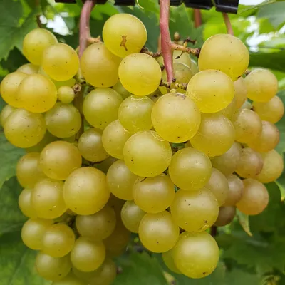 Produktbild von Weinrebe Refren 2L