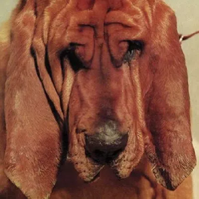 Obrázek produktu pro Ty Segall: Ty Segall: Goodbye Bread - - (LP / G)