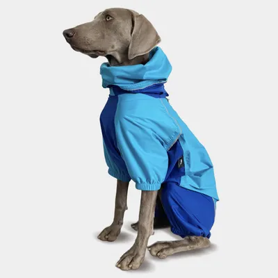 Regenjacke für Hunde, XL, hellblau, wasserdicht, reflektierend