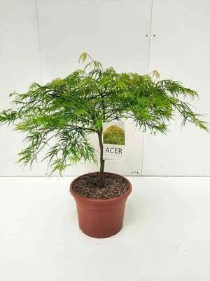 Obrázok produktu pre Acer palm 'Dissectum' - Vejárovitý javor 60- 80 cm kontajner