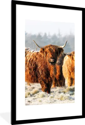 Produktbild von MuchoWow® Gerahmtes Poster Schottische Highlander - Schnee - Wald 60x90 cm - Poster mit Schwarzem Bilderrahmen Wandposter Rahmen Foto Bilder - Dekoration - Wandposter Wohnzimmer - Hochwertig
