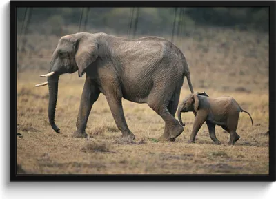 Produktbild von MuchoWow® MuchoWow® Gerahmtes Poster Elefant - Tiere - Savanne - Natur 90x60 cm - Poster mit zchwarzem Bilderrahmen - Fotorahmen - Foto-Plakat