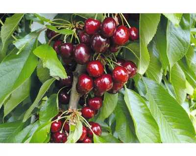 Obrázek produktu pro Třešeň sloupovitáFloraSelfPrunus avium 'Helene' 130-150 cm květináč 7,5 l