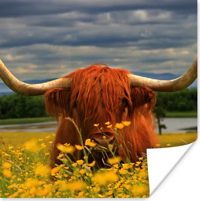 Produktbild von MuchoWow® Poster Schottischer Highlander - Tiere - Blumen 75x75 cm - Wand Dekoration