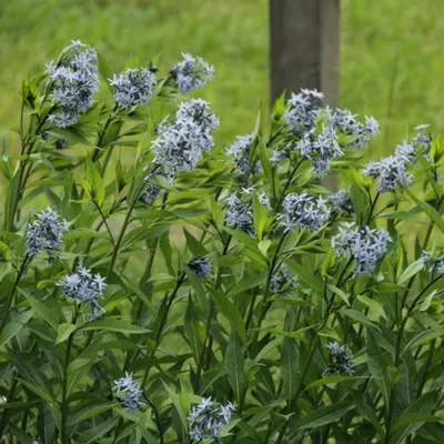 Obrázek produktu pro 6 x hvězdnice trubkovitá - Amsonia tabernaemontana | květináč 9 cm x 9 cm