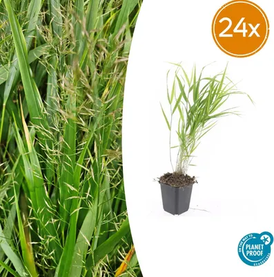 Zdjęcie produktu dla Hakonechloa macra | 24 sztuki - 10-25cm - Ø9cm - Roślina ogrodowa
