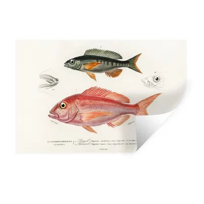 Produktbild von MuchoWow® Wandtattoo Wandsticker Wandaufkleber Fisch - Vintage - Farbe 30x20 cm Selbstklebend und Repositionierbar - Wierderverwendbar - Selbstklebend