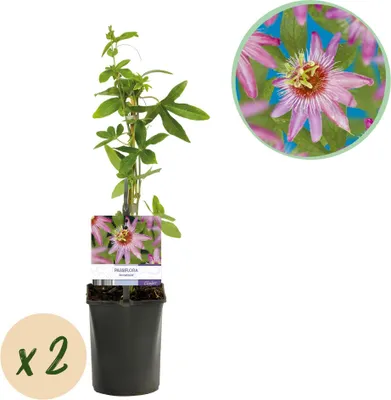 Produktbild von GreenboutiQ - Passionsblume - Passiflora Anastasia - Blume Rosa - Wenig Pflege - 2 Pflanzen - Topf 11cm Höhe 40cm