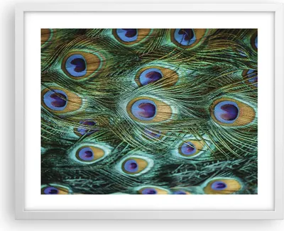 Produktbild von Gerahmtes Poster - Weißer Rahmen - Pfauen Feder Makro - 50x40 cm - Wand Bild - Wanddeko - Wandbilder - Kunstposter - Wandposter - Bilderrahmen - Bilder - Kunstdruck - Wandbild - P2WAA50x40-4159