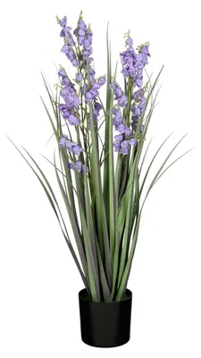 Gras campanula paars
