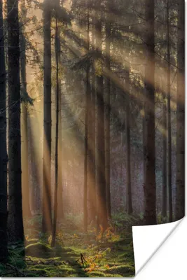 Produktbild von MuchoWow® Poster Bäume - Wald - Sonne - Pflanzen 40x60 cm - Plakate für die Wand - Poster Babyzimmer
