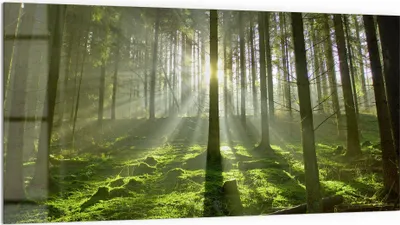 Produktbild von DEQORI Küchenrückwand Glas 100x50 cm 'Waldlichtspiele' Spritzschutz Bad Rückwand Küche