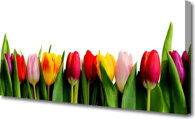 Produktbild von Tulup Leinwand-Bilder 125x50 Wandbild Canvas Kunstdruck Tulpen Pflanzen
