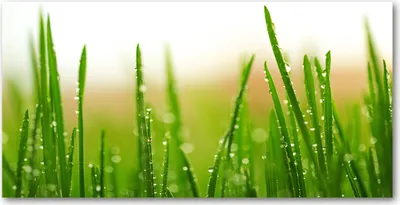 Produktbild von Tulup® Leinwandbild -100x50 cm - Wandkunst - Drucke auf Leinwand - Leinwanddruck  - Blumen & Pflanzen - Grün - Gras