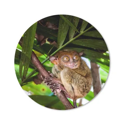 Produktbild von MuchoWow® Mauspad Mousepad Philippinischer Geist zwischen den grünen Blättern 50x50 cm - Mousepads - Maus Mat - Pad - Mausunterlage - Vinyl