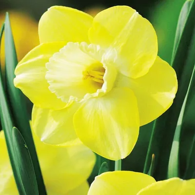 Immagine prodotto di Narciso da collezione Avalon 3 pz. Bulbi di Narciso