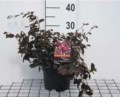 Immagine prodotto di Loropetalum chin. 'Fire Dance' - Fiore a cinturino Fire Dance 20- 25 cm - Contenitore