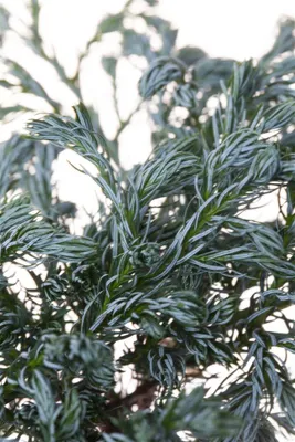 Produktbild von Chamaecyparis pisifera 'Boulevard', Scheinzypresse, blaugrün, 20–30 cm