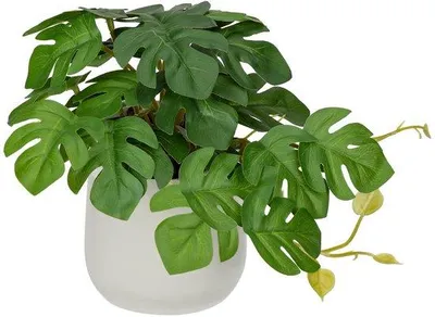 Image de Mini-plante en céramique « Monstera » : décoration pour la maison et le bureau