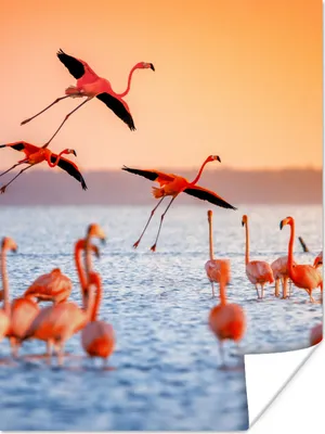 Produktbild von MuchoWow® Poster Vogel - Flamingo - Wasser - Sonnenuntergang - Rosa 90x120 cm - Wohnzimmer