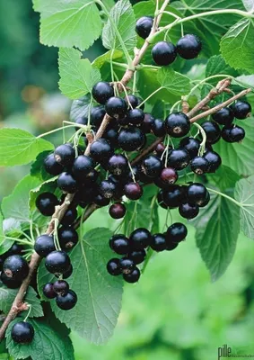 A close-up view of a branch of blackcurrants with ripe berries and green leaves.