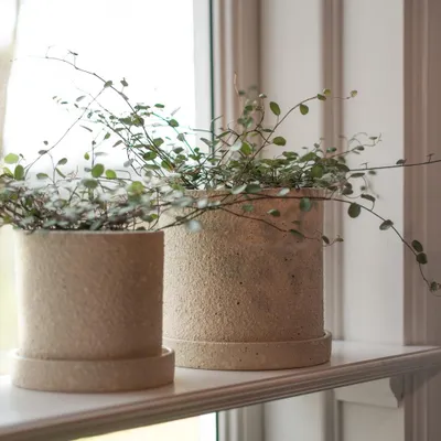 Two potted plants on a windowsill.