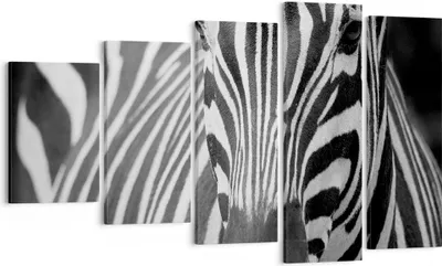 Produktbild von Bild auf Leinwand - Leinwandbild - Tiere Zebra gestreift - 100x60cm - Wand Bild - Wanddeko - Leinwanddruck - Bilder - Kunstdruck - Wanddekoration - Leinwand bilder - Wandkunst - EG100x60-2254