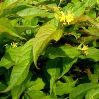 Obrázok produktu pre 2 kusy americkej weigélie (Diervilla splendens) | 40-60 cm, pestované v kvetináči