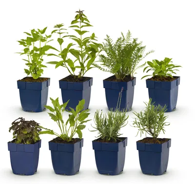 Image de Green boutiQ - Kit de bordure - Parfumées - 8 plantes vivaces - 1 m² - Couleurs variées - Peu d'entretien - Pot de 11 cm