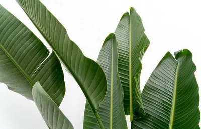 Productafbeelding van Strelitzia Augusta, meerstammig, XXL - 225 cm - diameter 40 cm