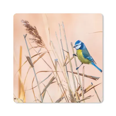 Produktbild von MuchoWow® Mauspad Mousepad Vogel - Blaumeise - Schilf 30x30 cm - Mousepads - Maus Mat - Pad - Mausunterlage - Gaming
