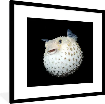 Produktbild von MuchoWow® Gerahmtes Poster Fische - Meerestiere - Porträt 40x40 cm - Poster mit Schwarzem Bilderrahmen Wandposter Rahmen Foto Bilder - Poster - Plakat im Rahmen