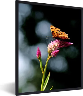 Produktbild von MuchoWow® Gerahmtes Poster Schmetterling - Blumen - Insekten 60x80 cm - Poster mit Schwarzem Bilderrahmen Wandposter Rahmen Foto Bilder - Premium - Wanddeko Wohnzimmer