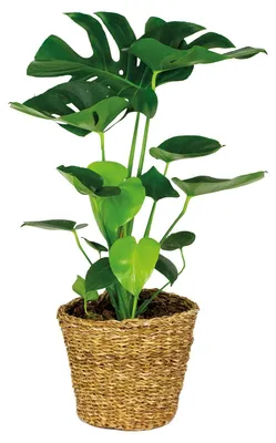 Immagine prodotto di Monstera Deliciosa, pianta adatta anche per interni, con cesto in rattan, altezza 70-80 cm, vaso di 21 cm