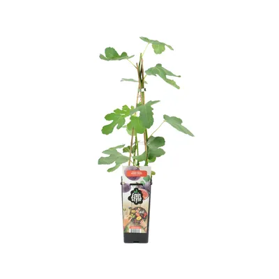 A young fig tree in a pot with a label.