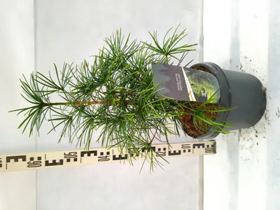 Produktbild von Sciadopitys verticillata 60–80 cm Japanische Schirmtanne immergrün winterhart